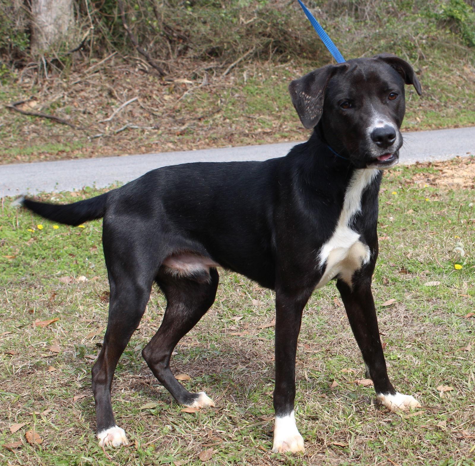 Bailey 43039, a Adopted Labrador Retriever in Prattville, AL image 2/3
