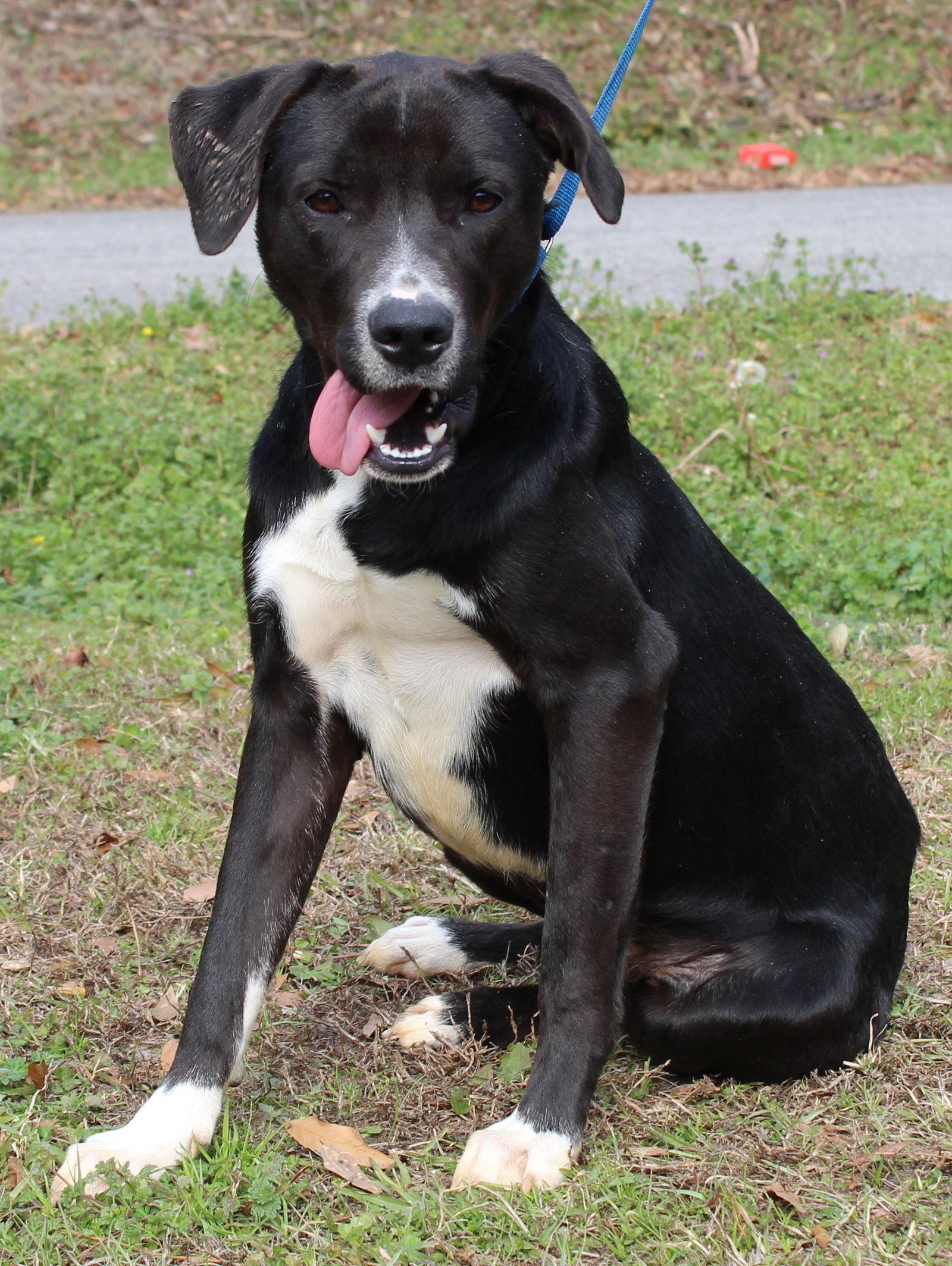 Bailey 43039, a Adopted Labrador Retriever in Prattville, AL image 3/3