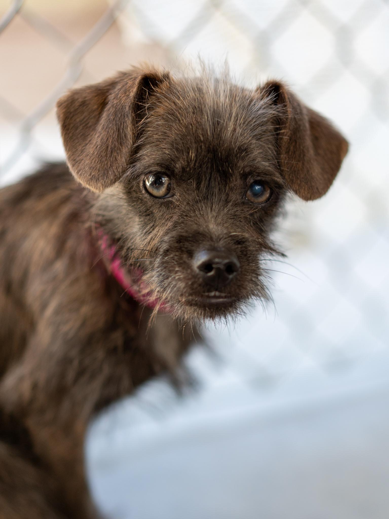 Enlarge TAWNEY, a Adoptable mixed breed in Fresno, CA image 2/6
