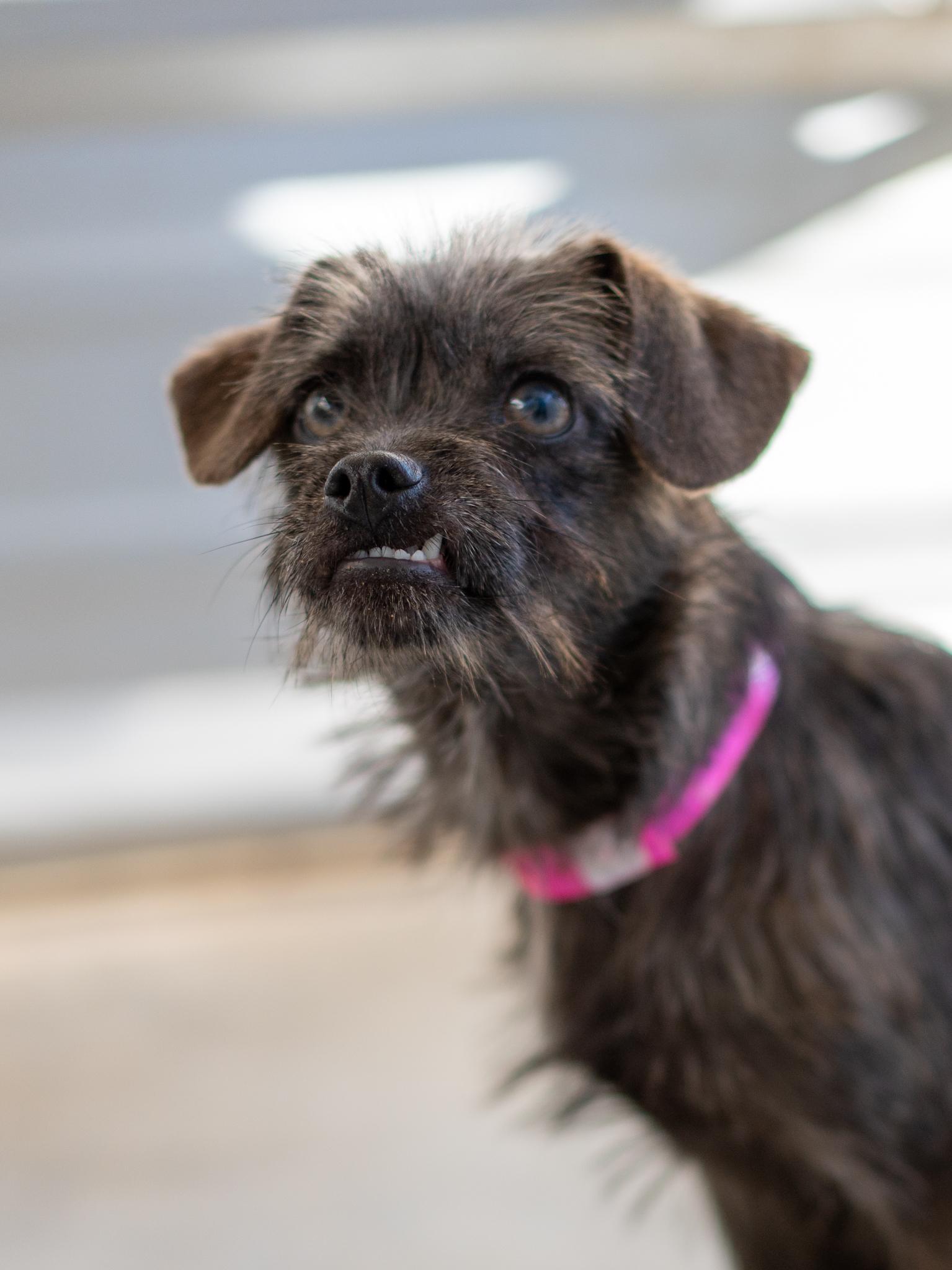 Enlarge TAWNEY, a Adoptable mixed breed in Fresno, CA image 5/6