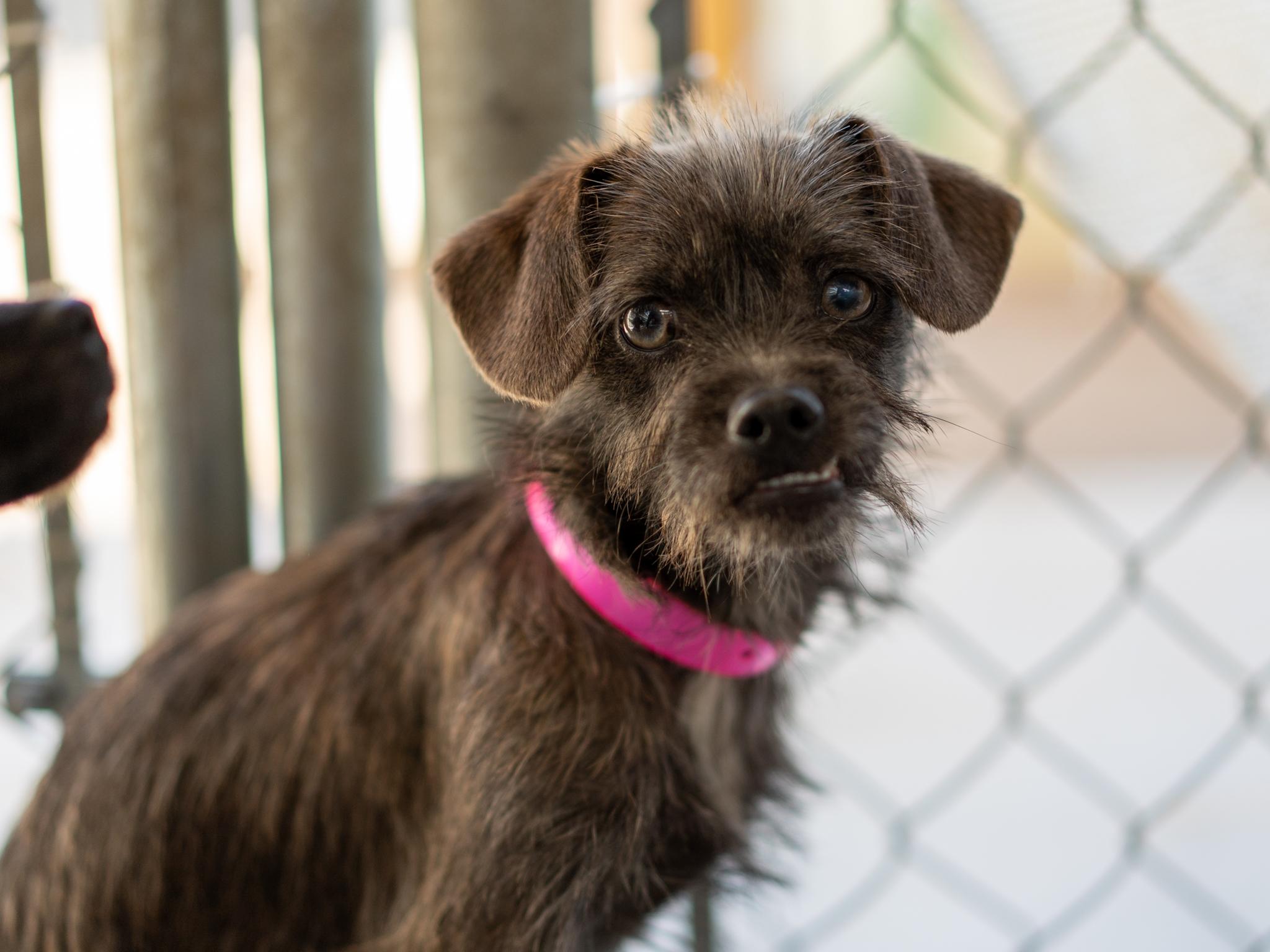 Enlarge TAWNEY, a Adoptable mixed breed in Fresno, CA image 3/6