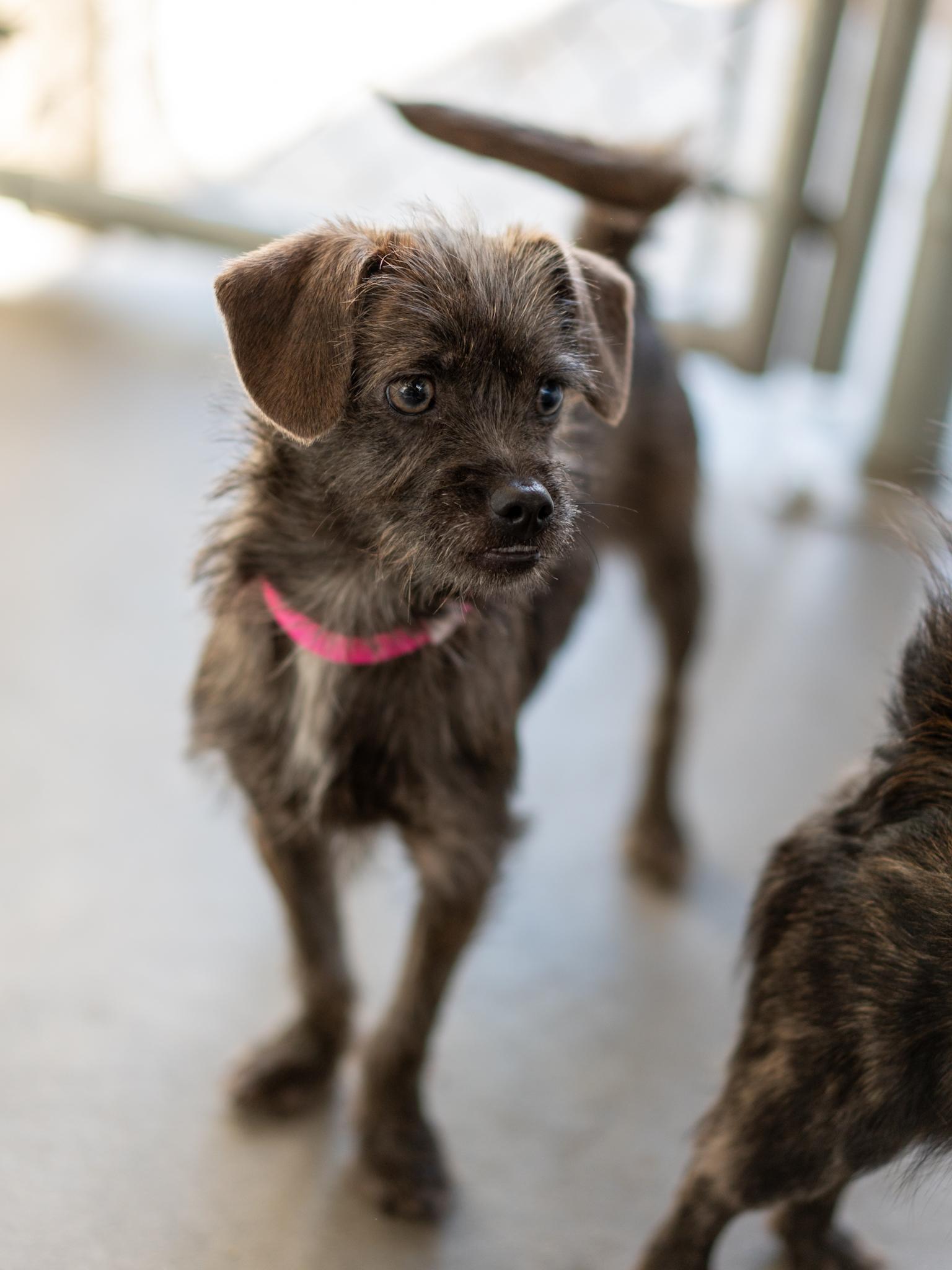 Enlarge TAWNEY, a Adoptable mixed breed in Fresno, CA image 4/6