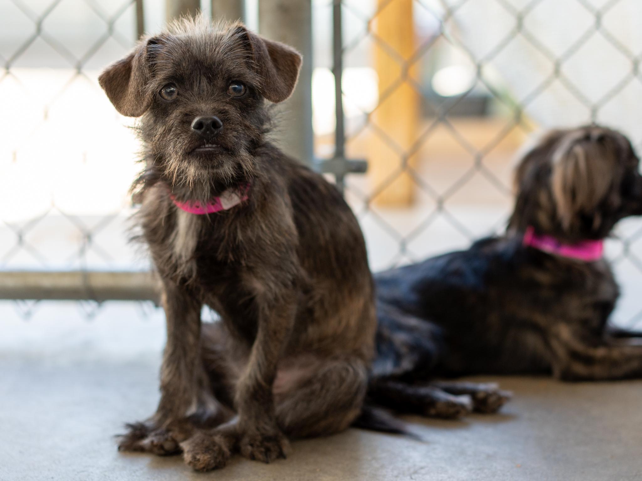Enlarge TAWNEY, a Adoptable mixed breed in Fresno, CA image 6/6