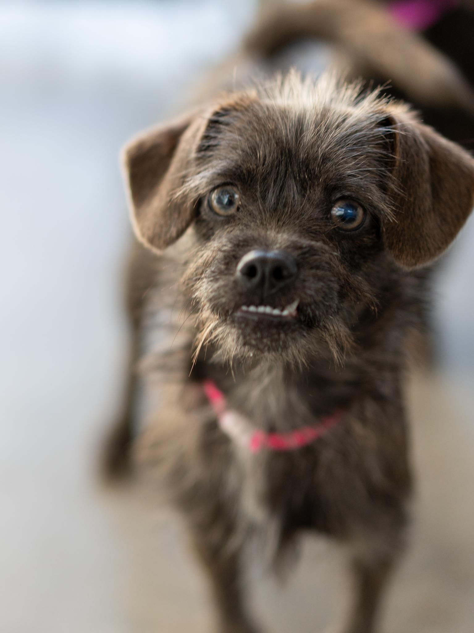 TAWNEY, Adoptable, Young Female Terrier.