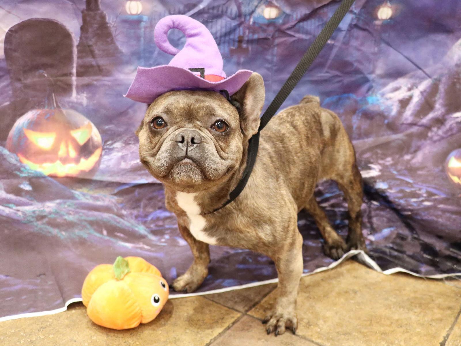 Aunt Barbara, a Adoptable French Bulldog in Apple Valley, CA image 1/2