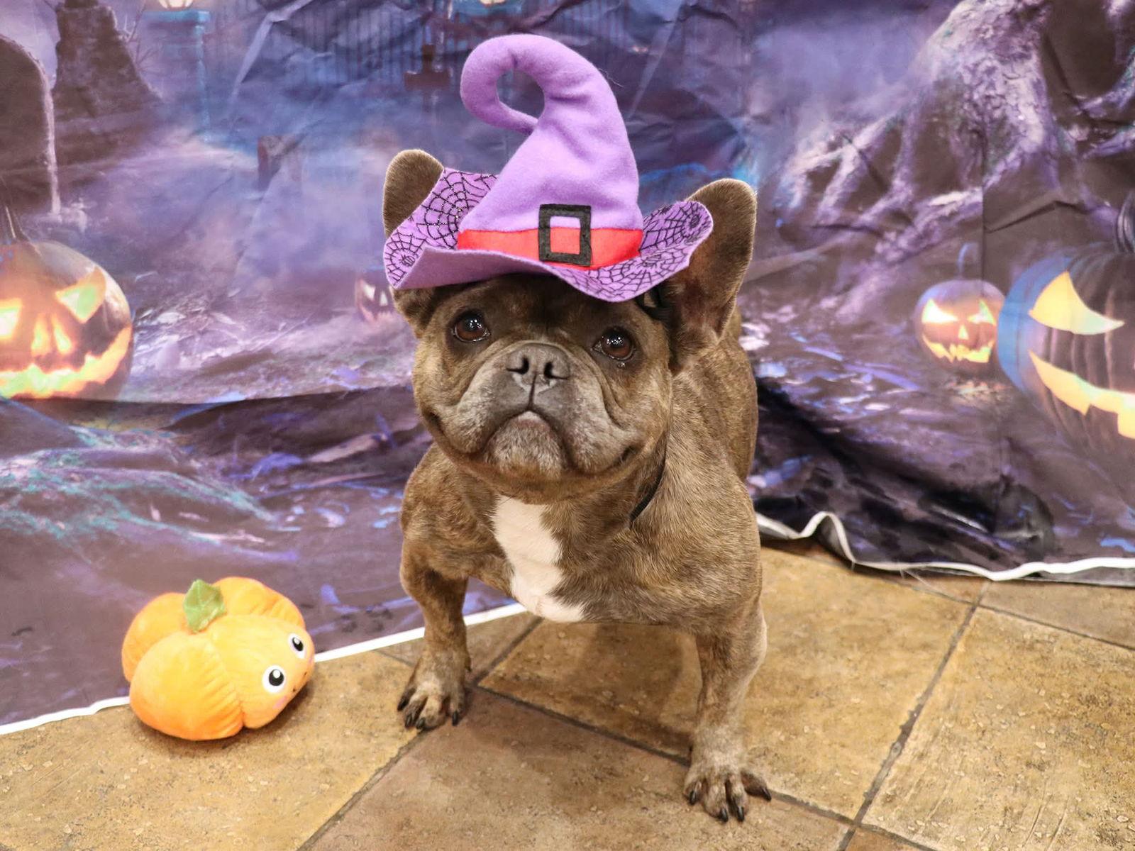 Aunt Barbara, a Adoptable French Bulldog in Apple Valley, CA image 2/2