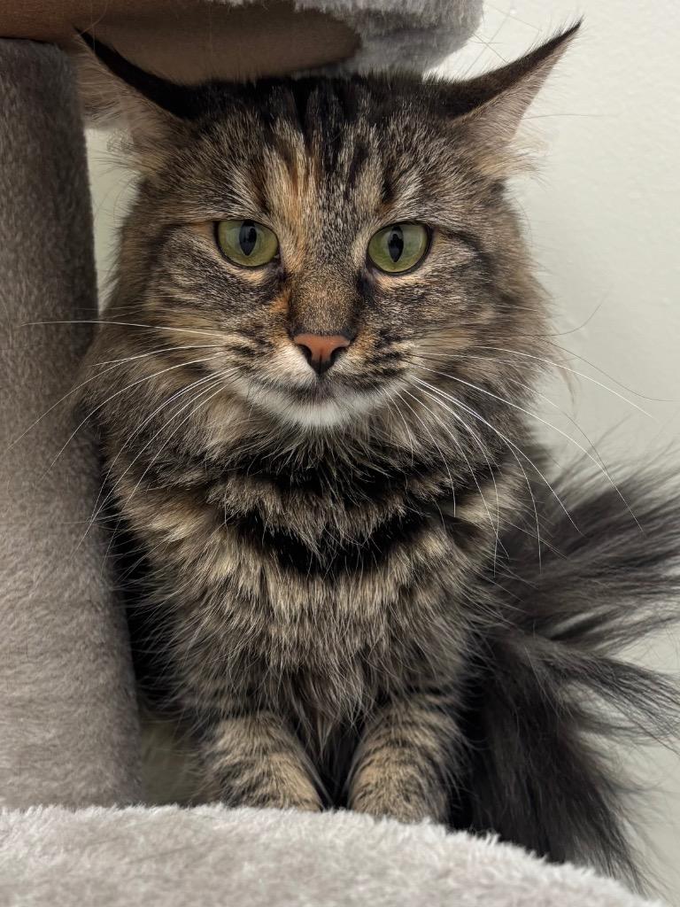 Eclair, a Adoptable mixed breed in Fall River, MA image 1/6