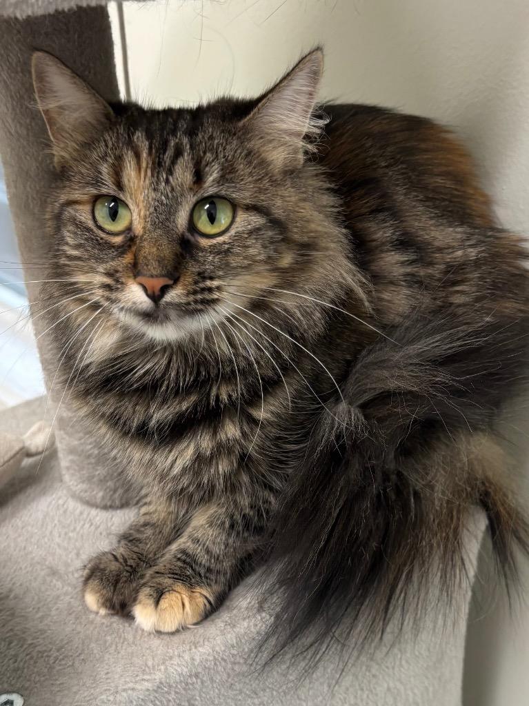 Eclair, a Adoptable mixed breed in Fall River, MA image 4/6