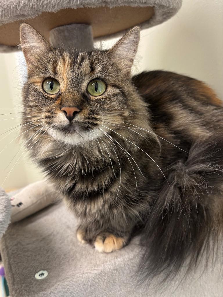 Eclair, a Adoptable mixed breed in Fall River, MA image 5/6