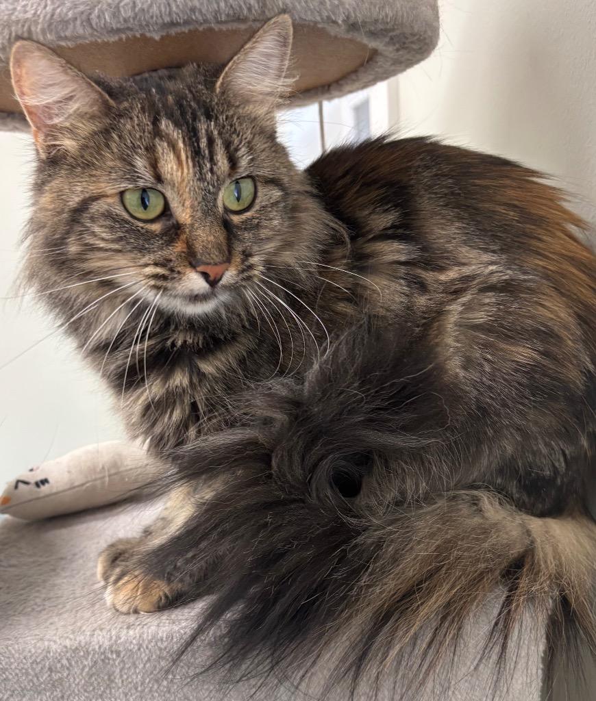 Eclair, a Adoptable mixed breed in Fall River, MA image 6/6