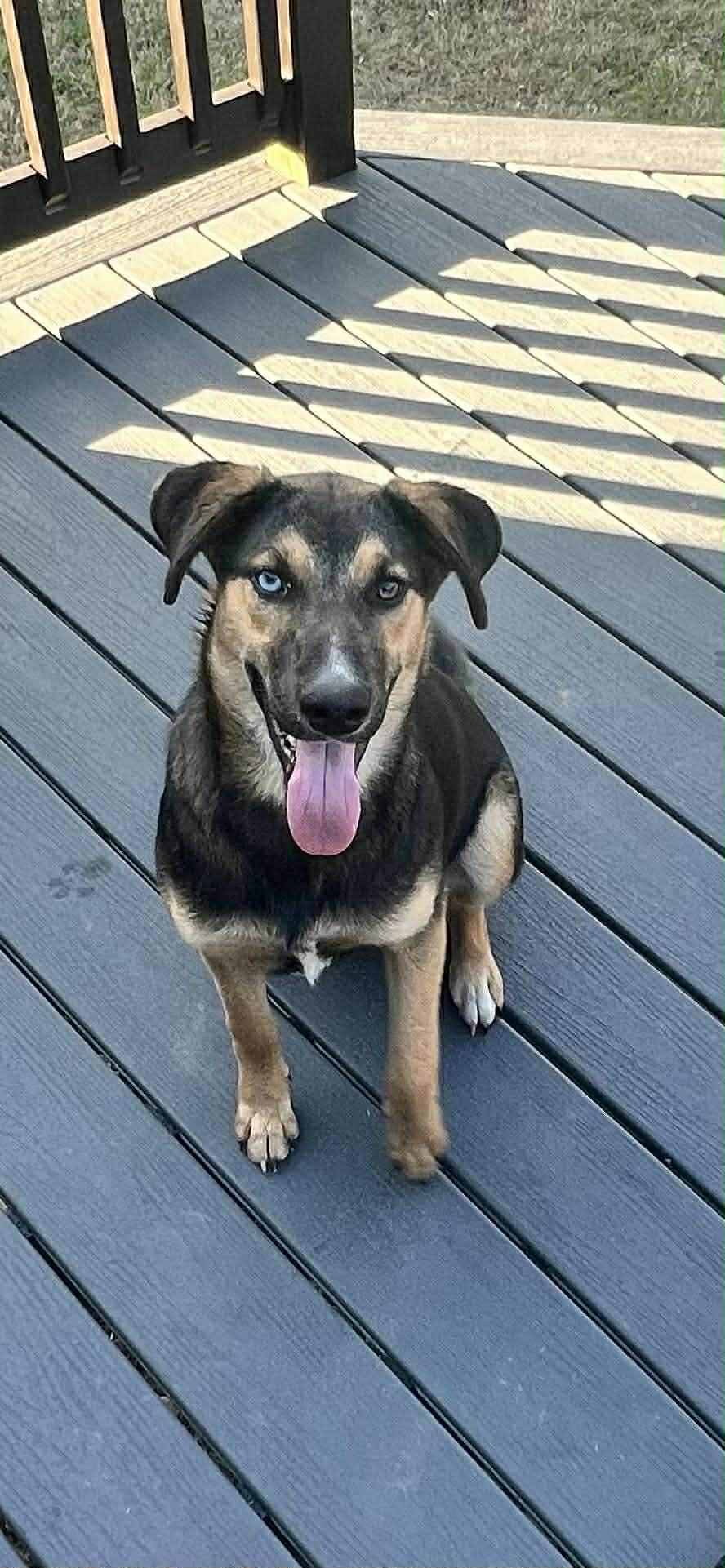 Artemis, adopted, Young Female German Shepherd Dog.