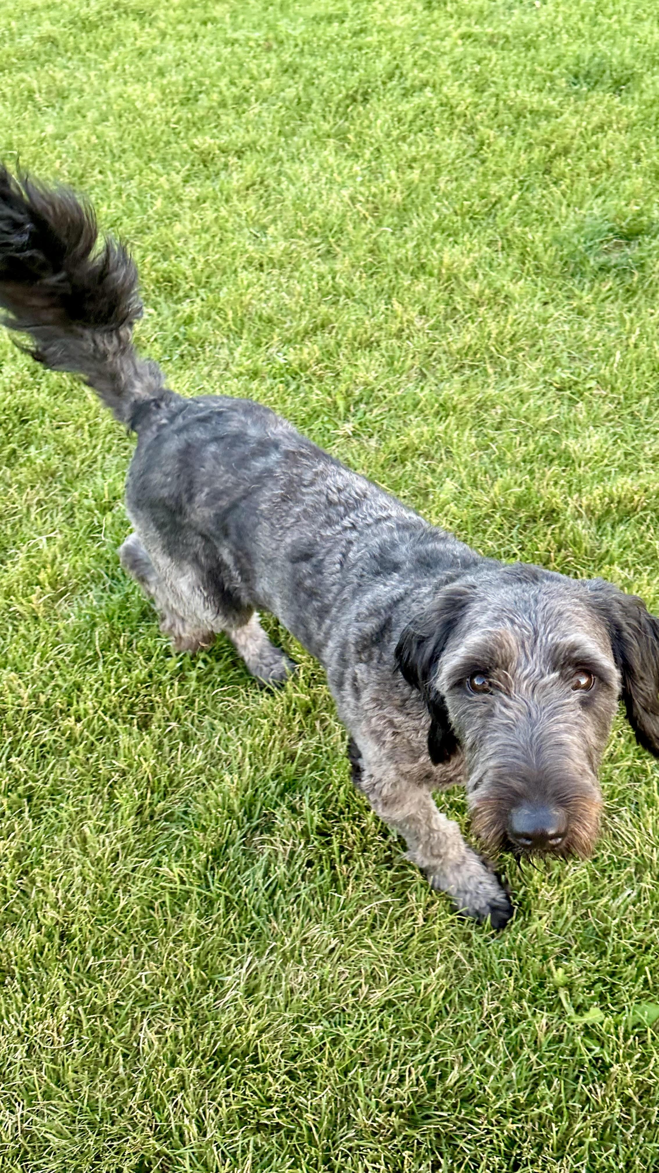 Enlarge Callie, a Adopted Labradoodle in Star, ID image 1/2