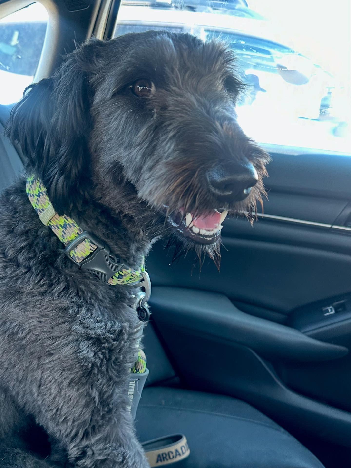 Enlarge Callie, a Adopted Labradoodle in Star, ID image 2/2