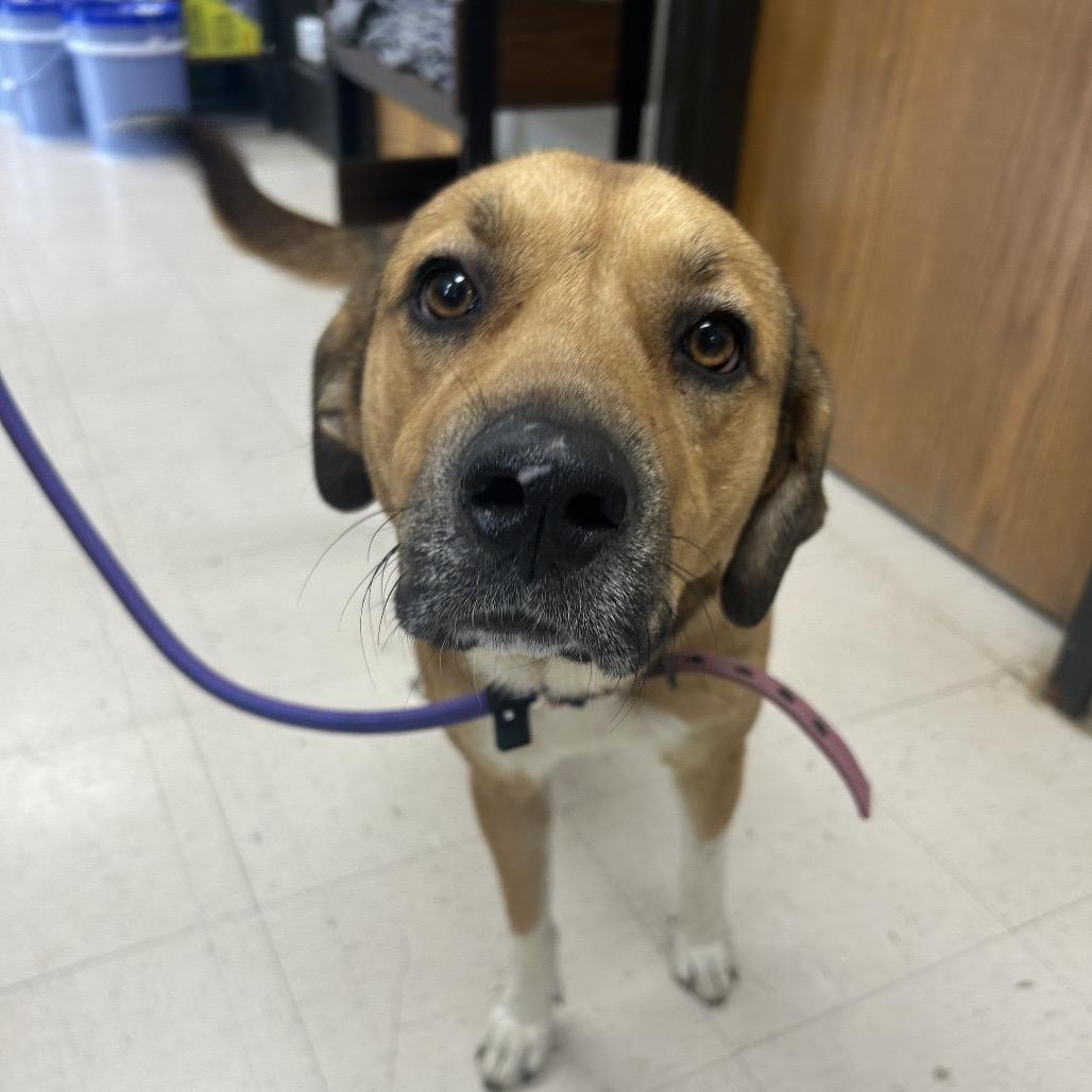 Penelope, Adoptable, Young Female Mastiff & Hound.