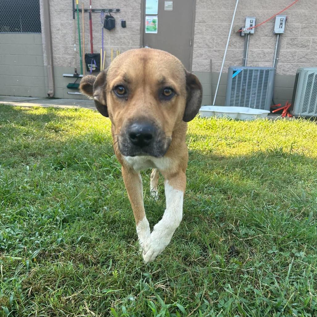 Enlarge Penelope, a Adoptable mixed breed in Caryville, TN image 2/6