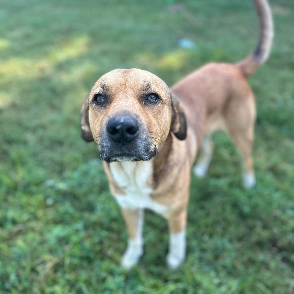Enlarge Penelope, a Adoptable mixed breed in Caryville, TN image 3/6