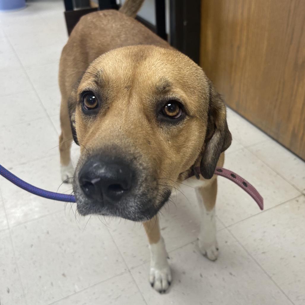 Enlarge Penelope, a Adoptable mixed breed in Caryville, TN image 4/6