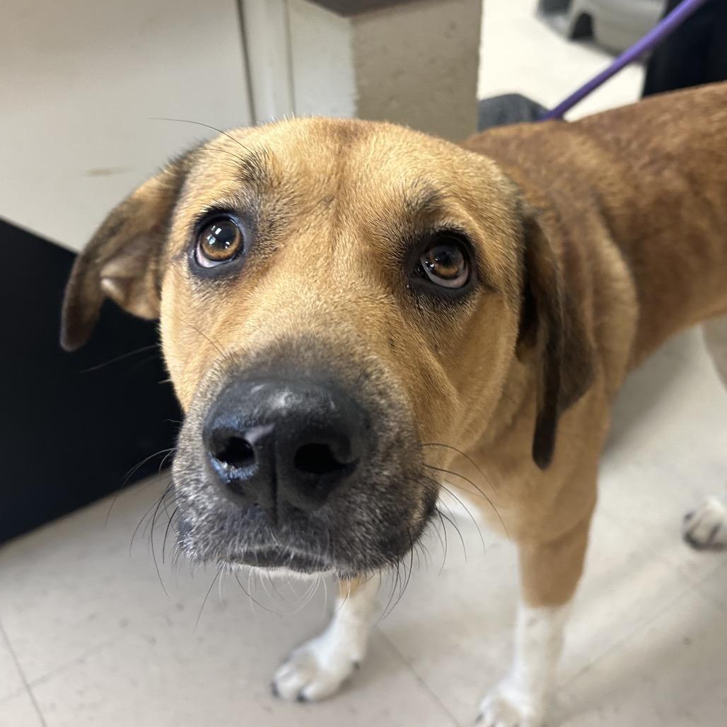 Enlarge Penelope, a Adoptable mixed breed in Caryville, TN image 5/6