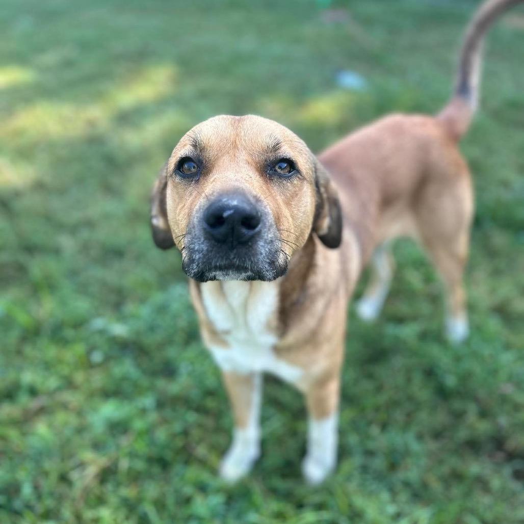 Enlarge Penelope, a Adoptable mixed breed in Caryville, TN image 6/6