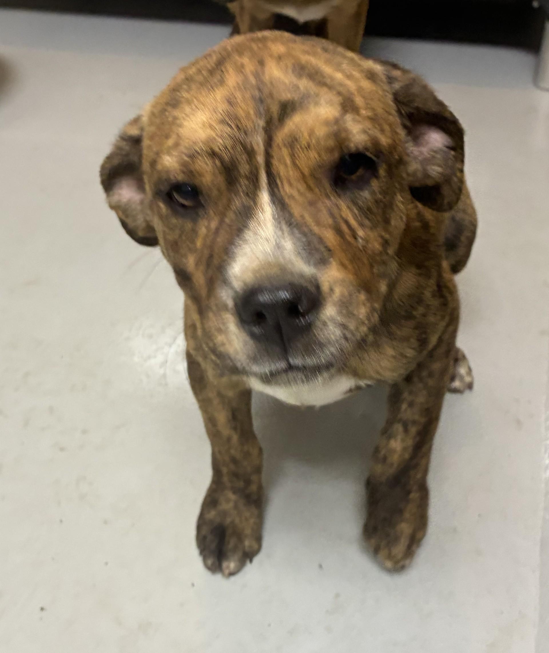 Enlarge Smith 4, an adopted mixed breed in Germanton, NC image 1/1