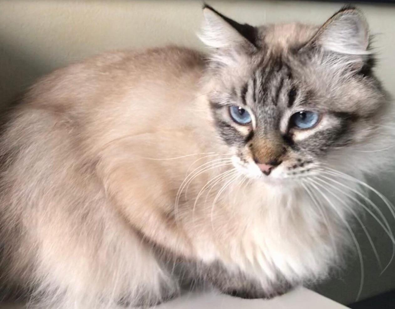 Lucky and Brownie, a ADOPTABLE Domestic Short Hair in Sherman Oaks, CA image 2/6