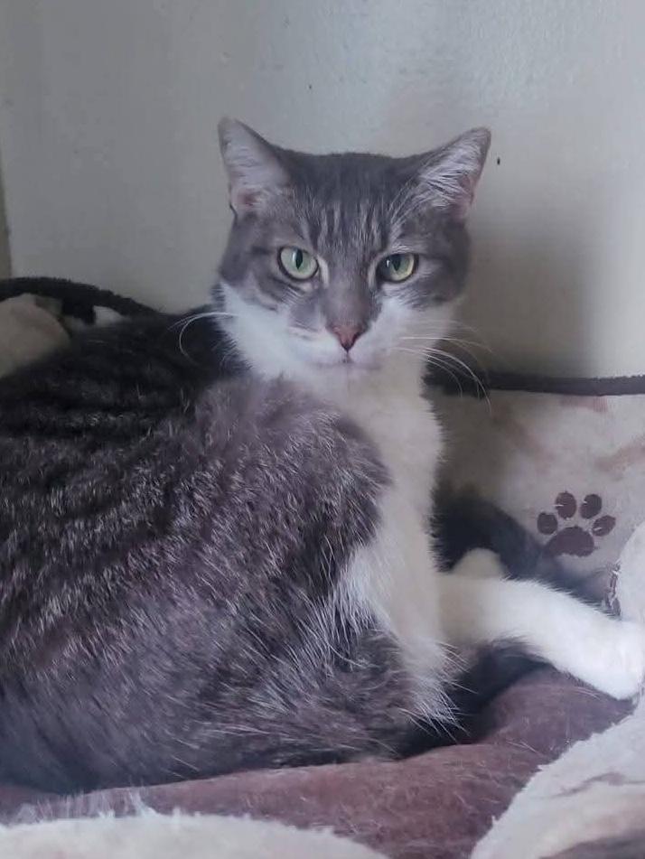 Lucky and Brownie, ADOPTABLE, Adult Female Domestic Short Hair.
