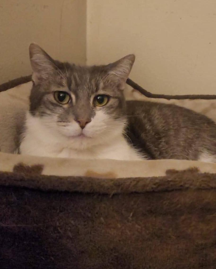 Lucky and Brownie, a ADOPTABLE Domestic Short Hair in Sherman Oaks, CA image 5/6