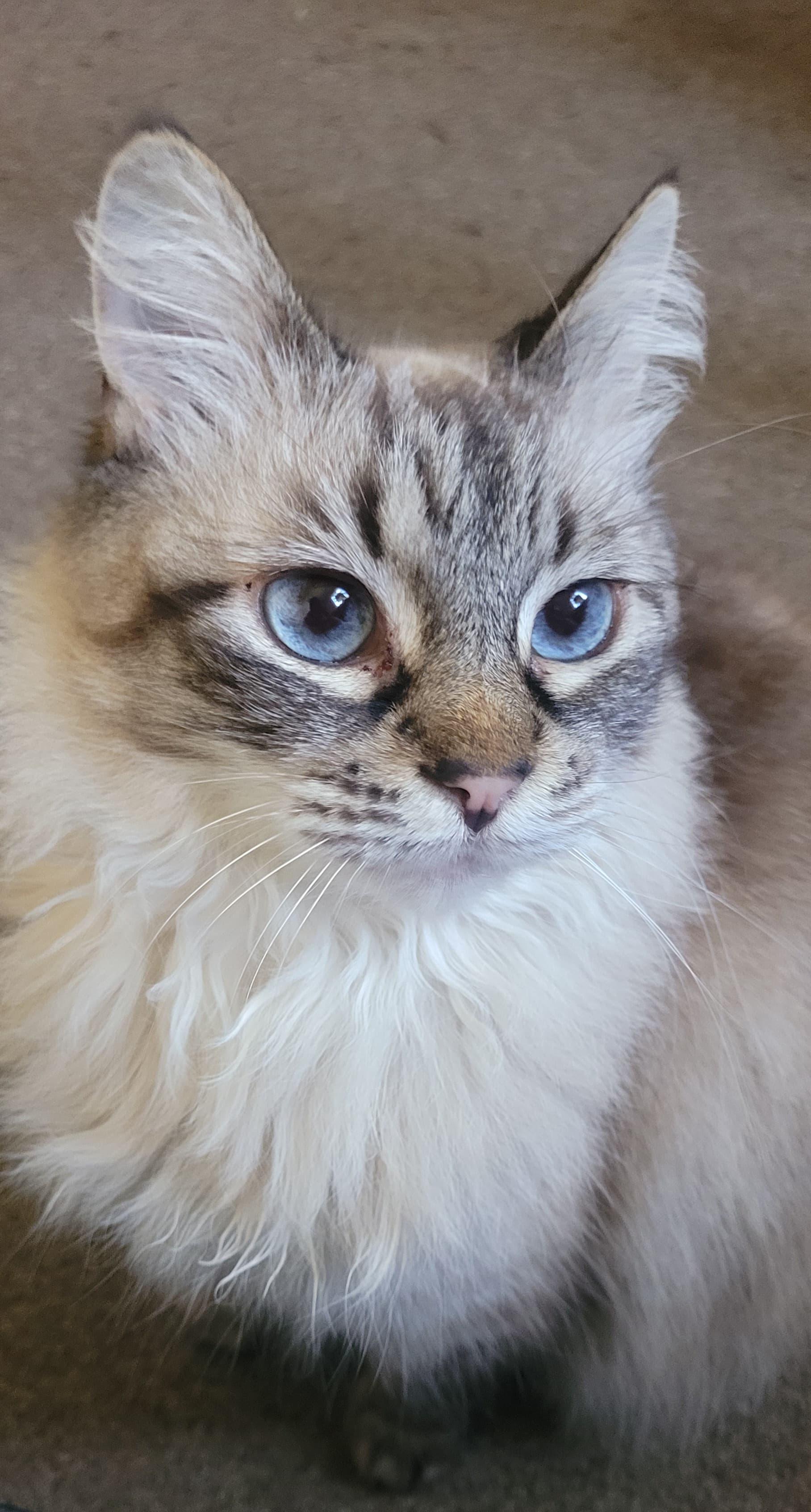 Lucky and Brownie, a ADOPTABLE Domestic Short Hair in Sherman Oaks, CA image 6/6