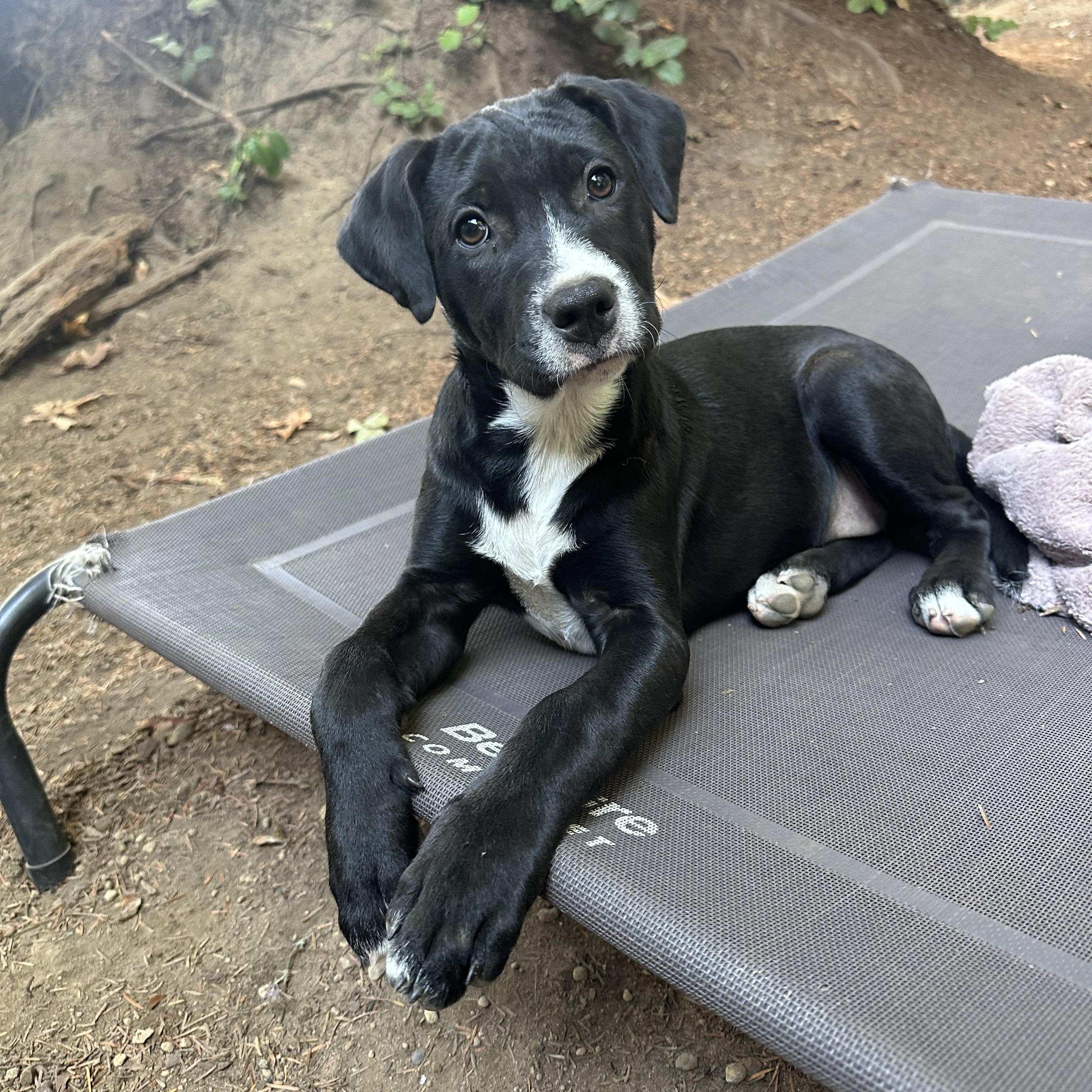 Sabrina, Adoptable, Puppy Female Mixed Breed & Black Labrador Retriever.