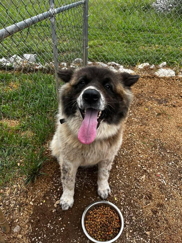 Carol Kaye, adopted, Adult Female Akita.