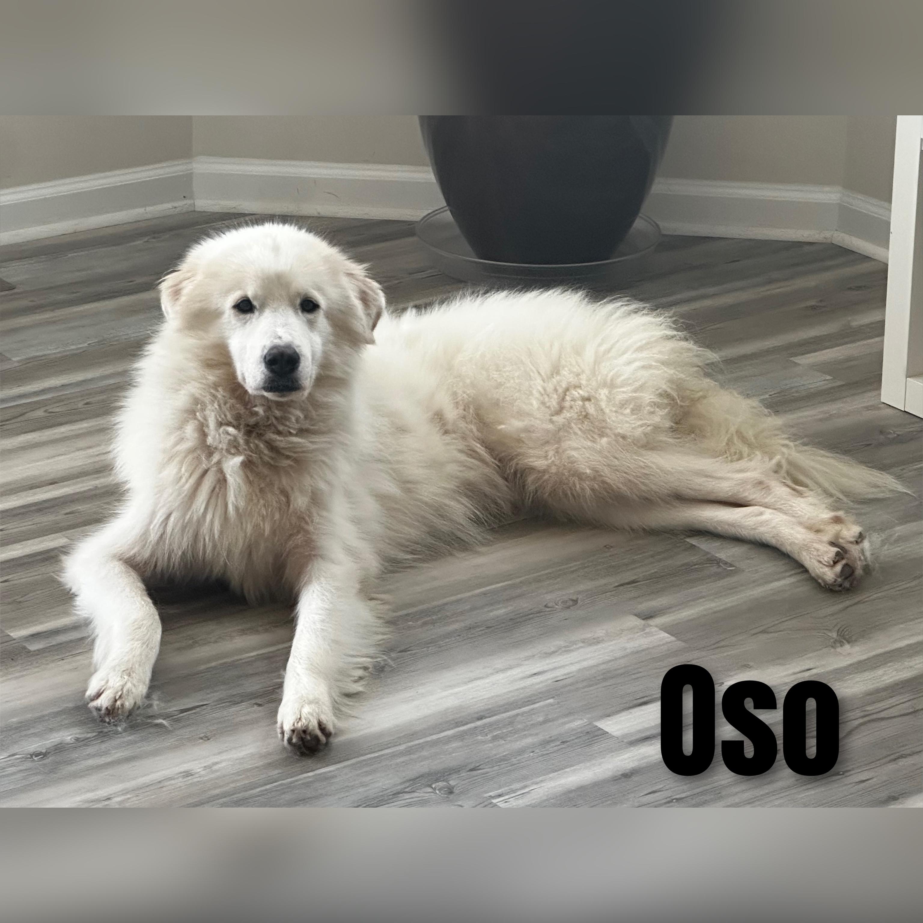 Enlarge Oso, a ADOPTABLE Great Pyrenees in Fredericksburg, VA image 2/6