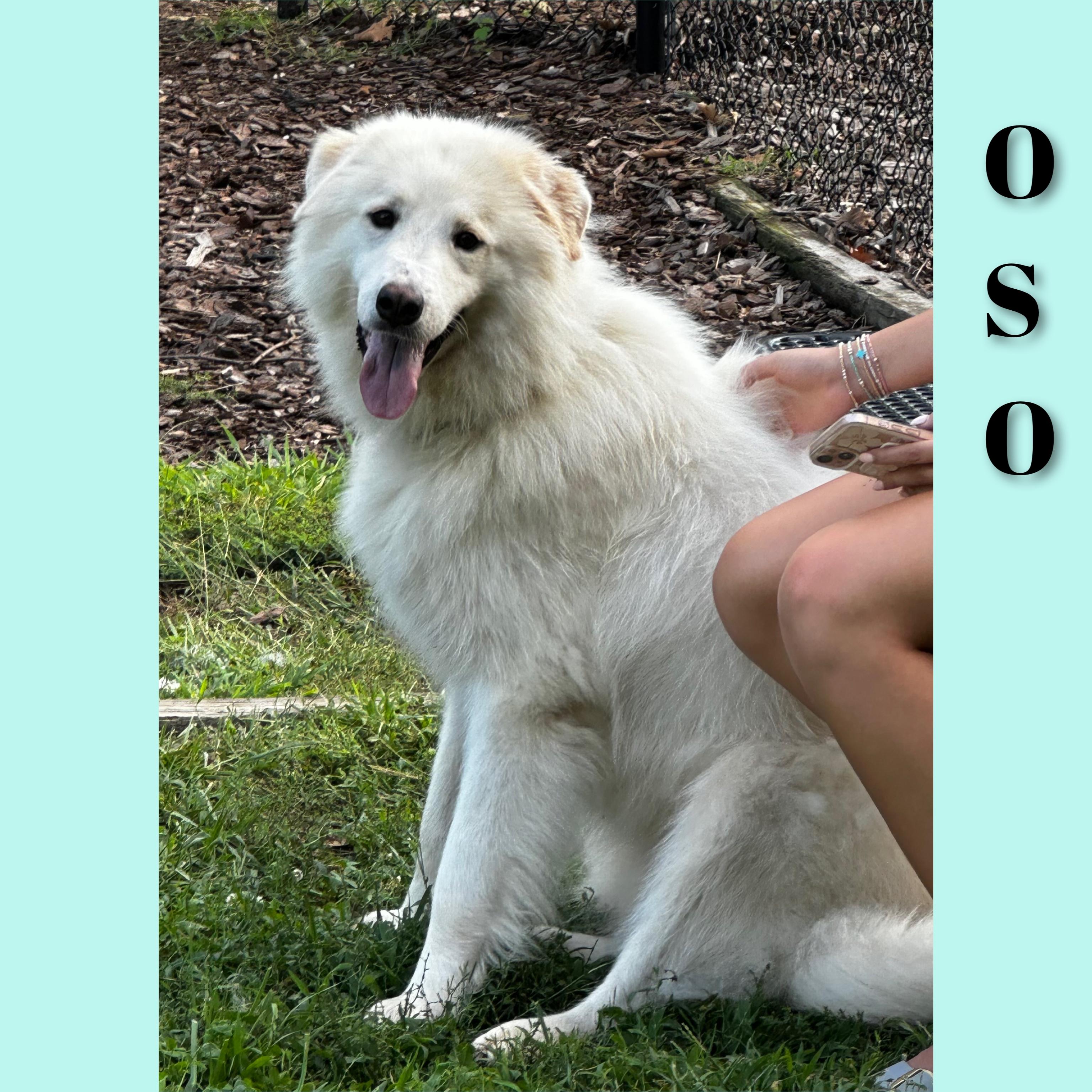 Oso, ADOPTABLE, Adult Male Great Pyrenees.