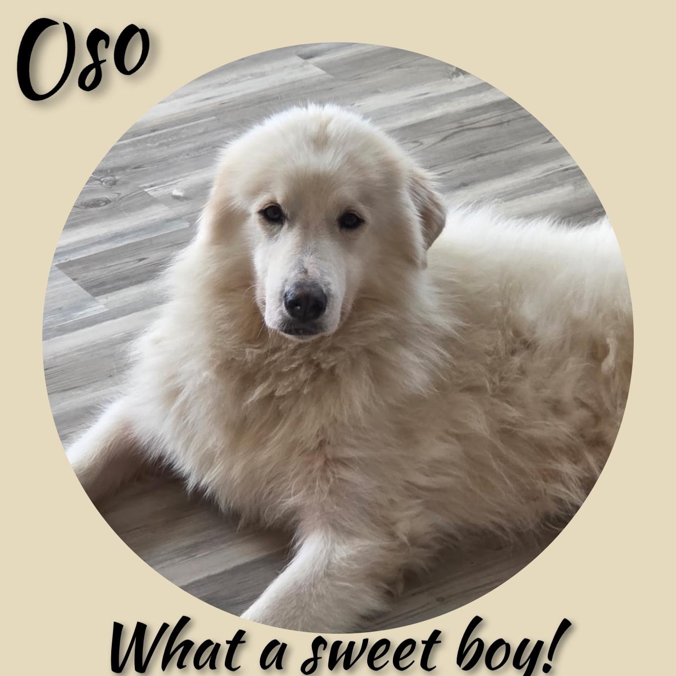 Enlarge Oso, a ADOPTABLE Great Pyrenees in Fredericksburg, VA image 5/6