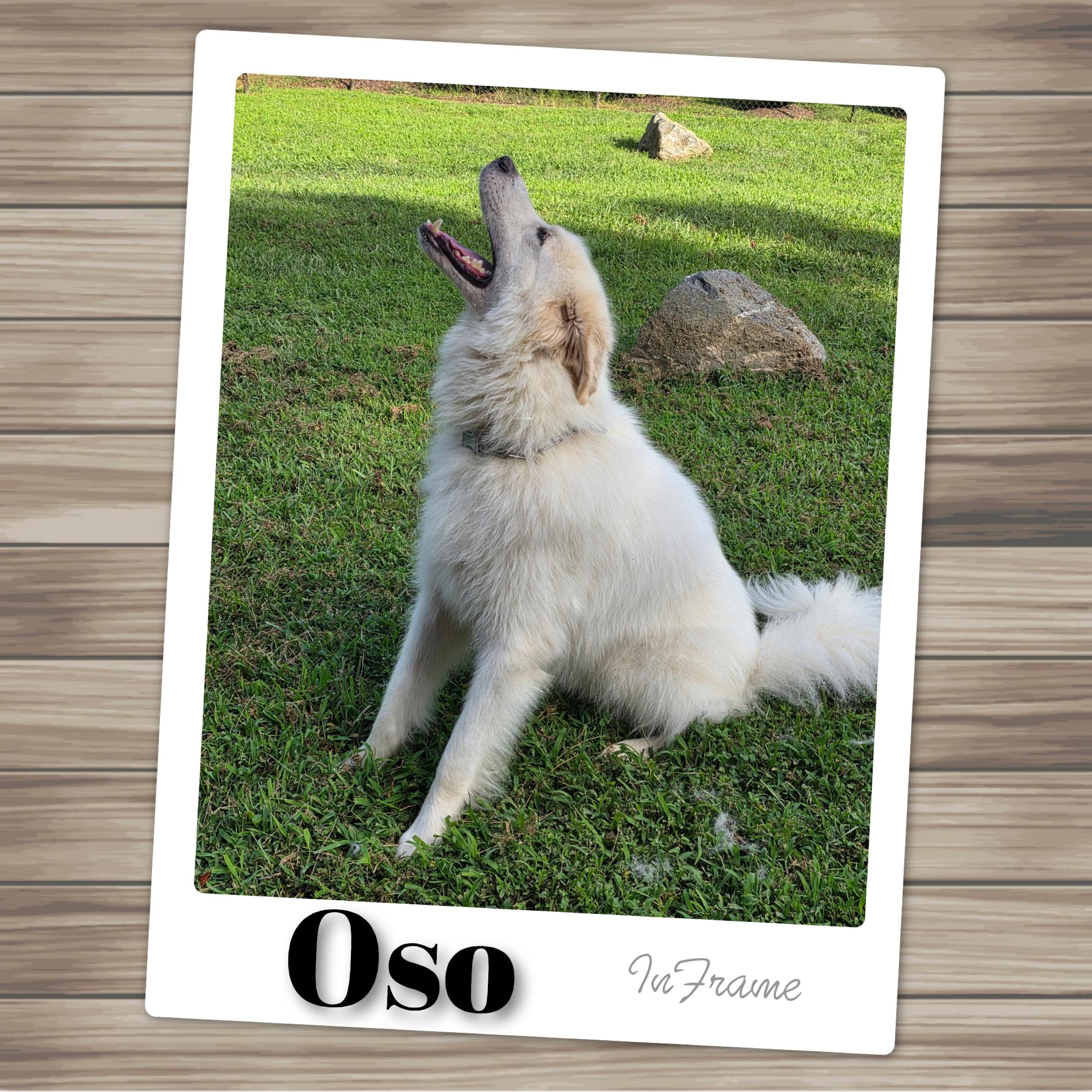 Enlarge Oso, a ADOPTABLE Great Pyrenees in Fredericksburg, VA image 4/6