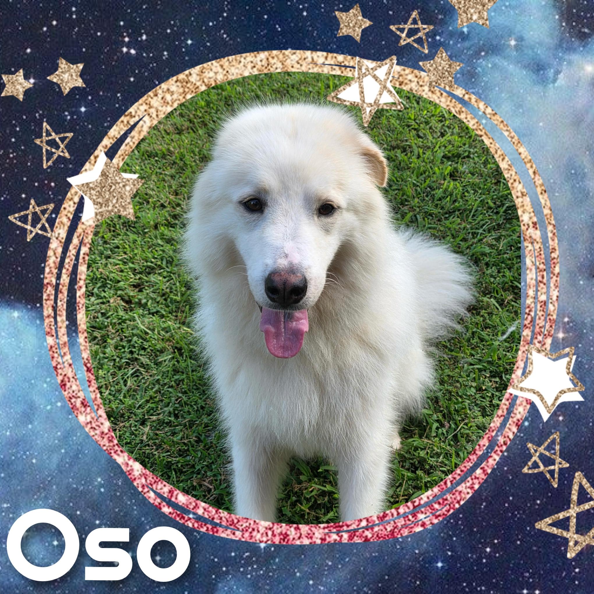 Enlarge Oso, a ADOPTABLE Great Pyrenees in Fredericksburg, VA image 3/6