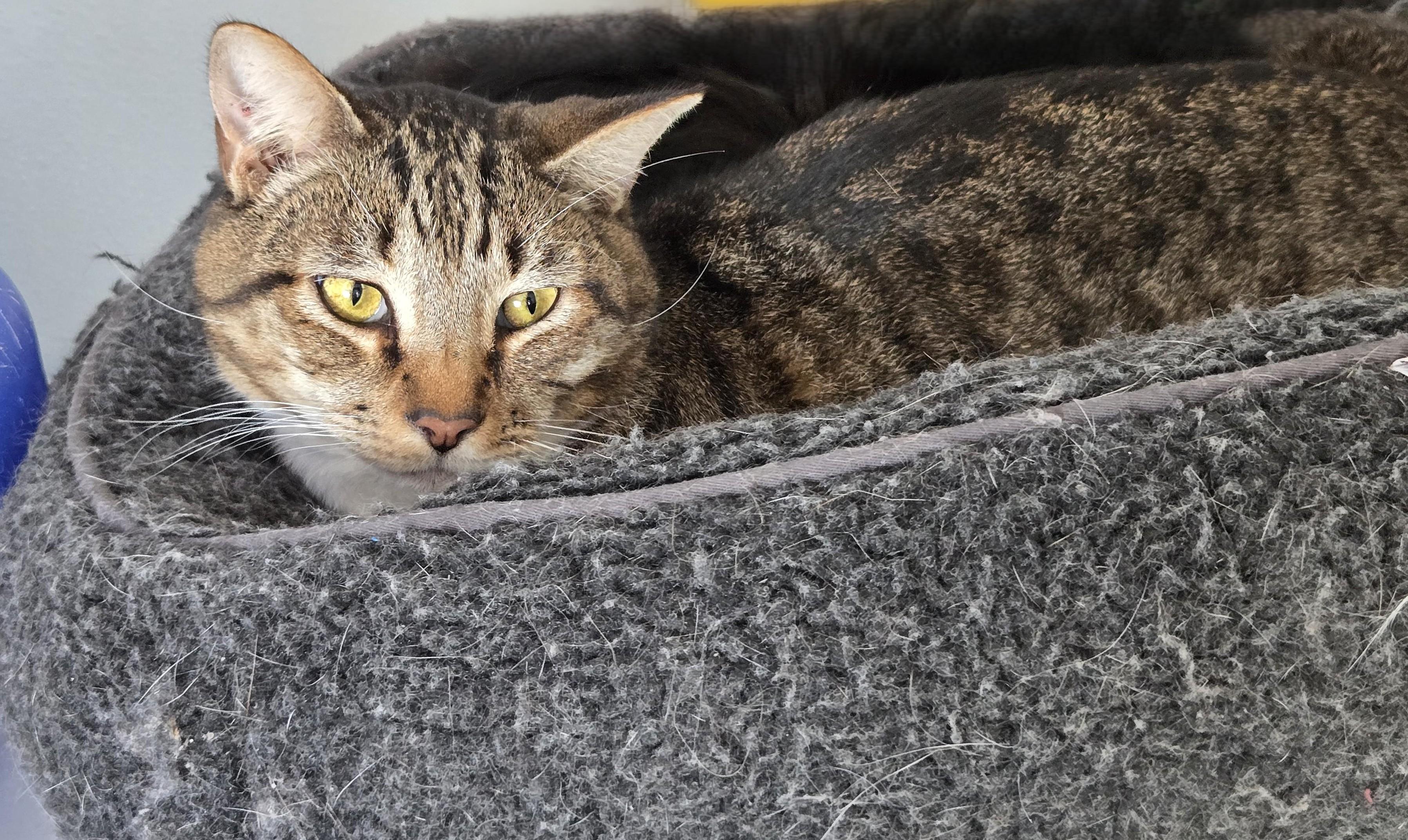 Enlarge Kia, a Adoptable Domestic Short Hair in Eglin AFB, FL image 1/2