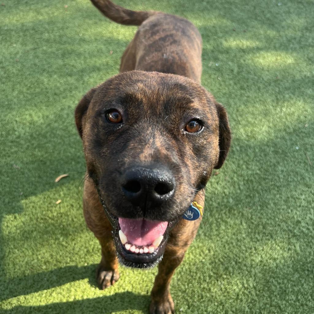 Smores, Adoptable, Adult Male Pit Bull Terrier & Labrador Retriever.