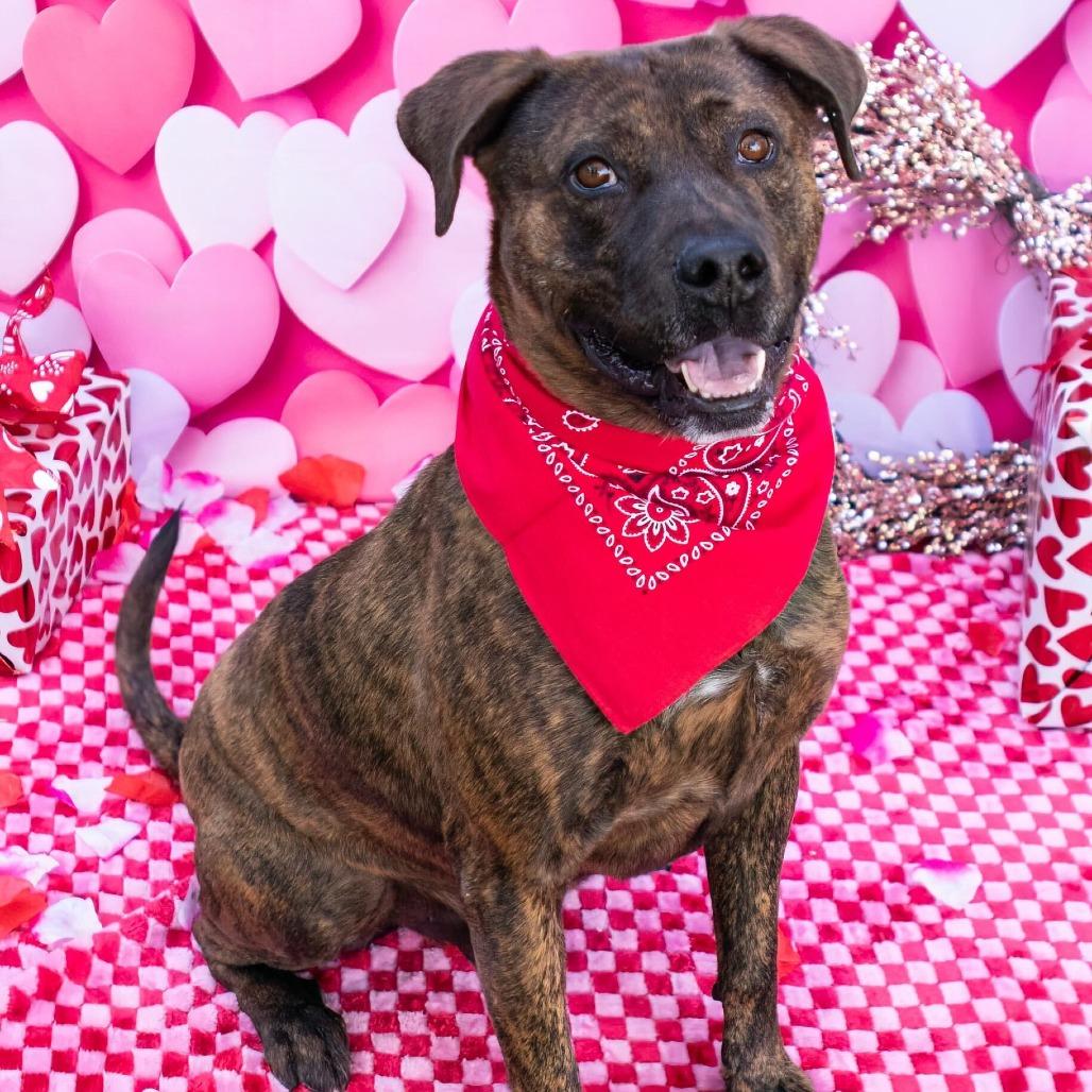 Smores, a Adoptable mixed breed in Apache Junction, AZ image 2/6