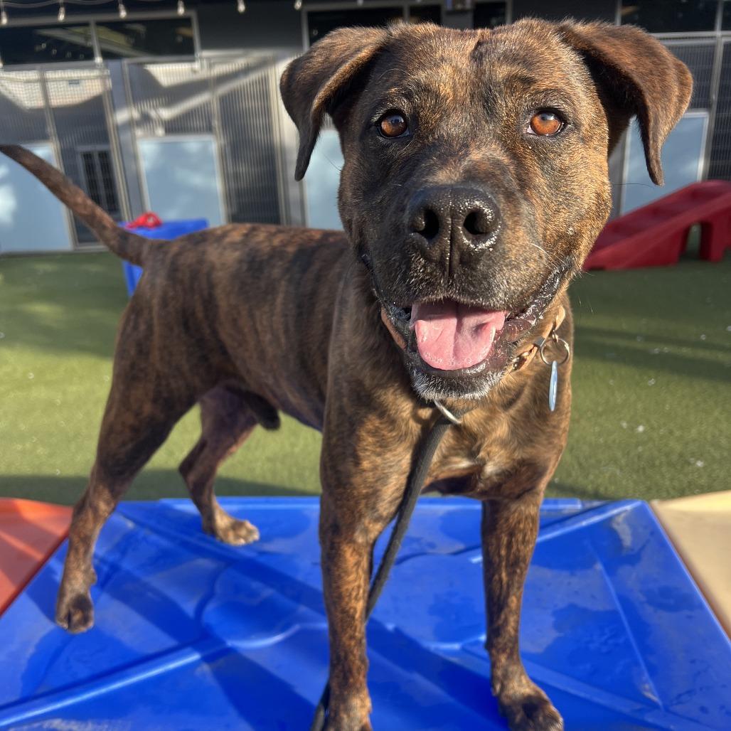 Smores, a Adoptable mixed breed in Apache Junction, AZ image 3/6