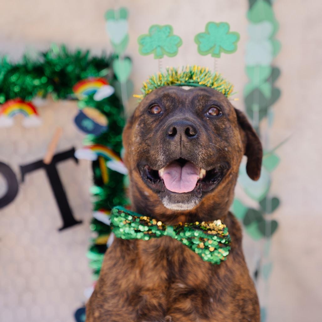 Smores, a Adoptable mixed breed in Apache Junction, AZ image 4/6