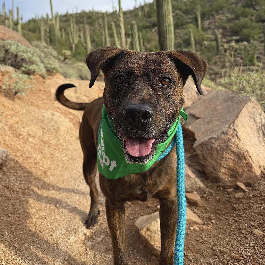 Smores, a Adoptable mixed breed in Apache Junction, AZ image 5/6