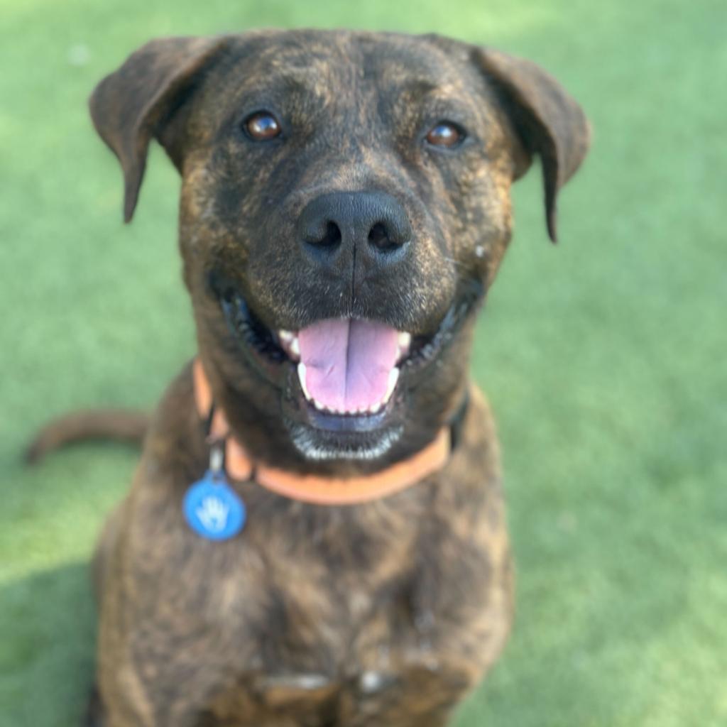 Smores, a Adoptable mixed breed in Apache Junction, AZ image 6/6