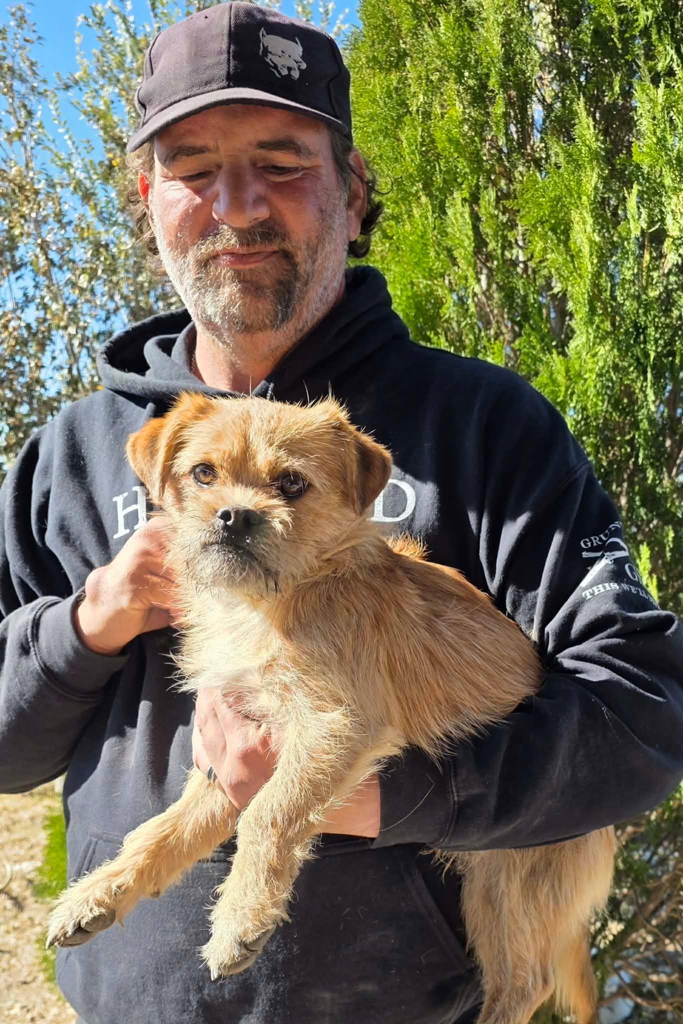 Neville, Adopted, Young Male Brussels Griffon & Terrier.