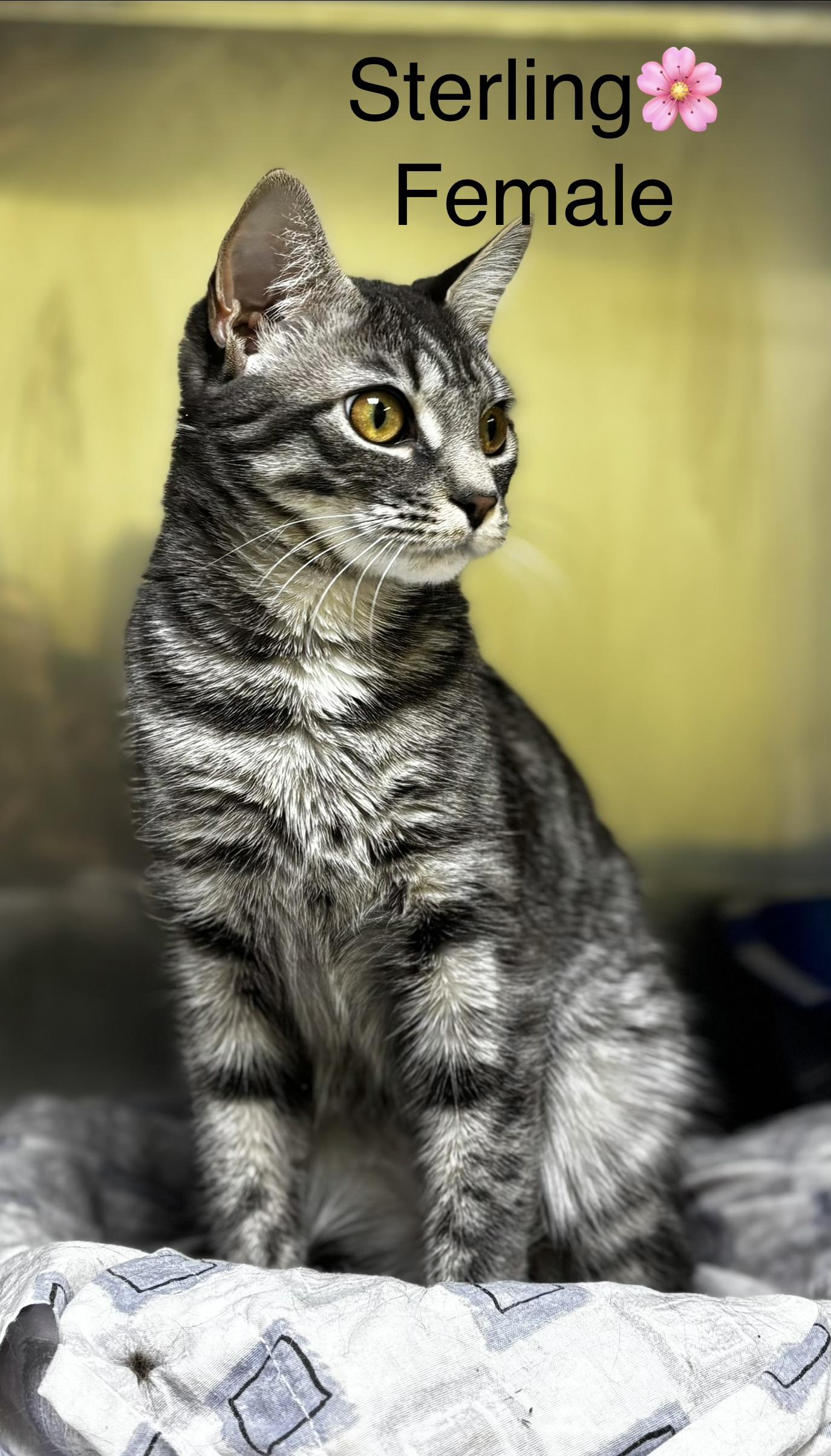 Enlarge Sterling, an adopted mixed breed in Calais, ME image 2/4