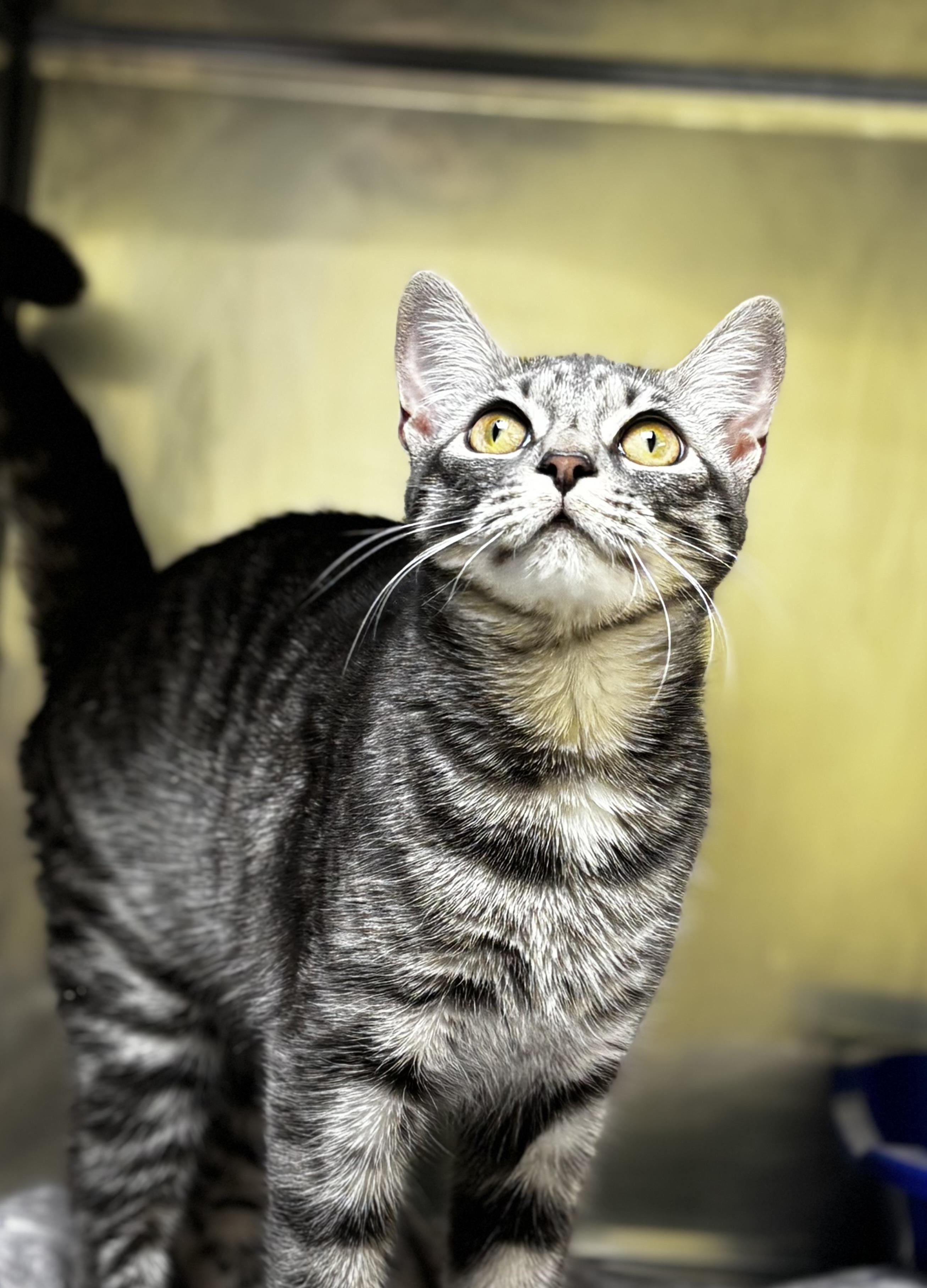 Enlarge Sterling, an adopted mixed breed in Calais, ME image 4/4