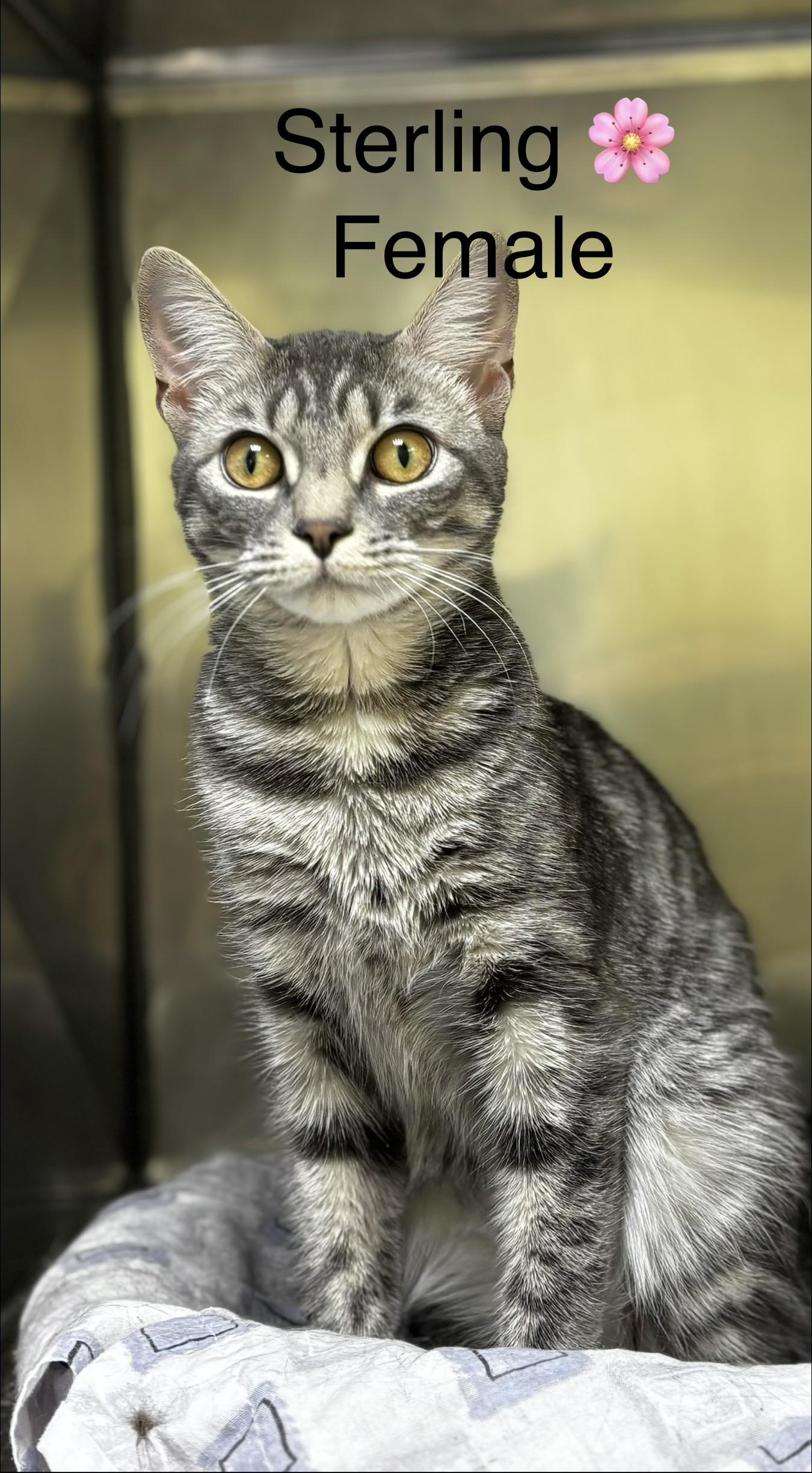 Enlarge Sterling, an adopted mixed breed in Calais, ME image 3/4