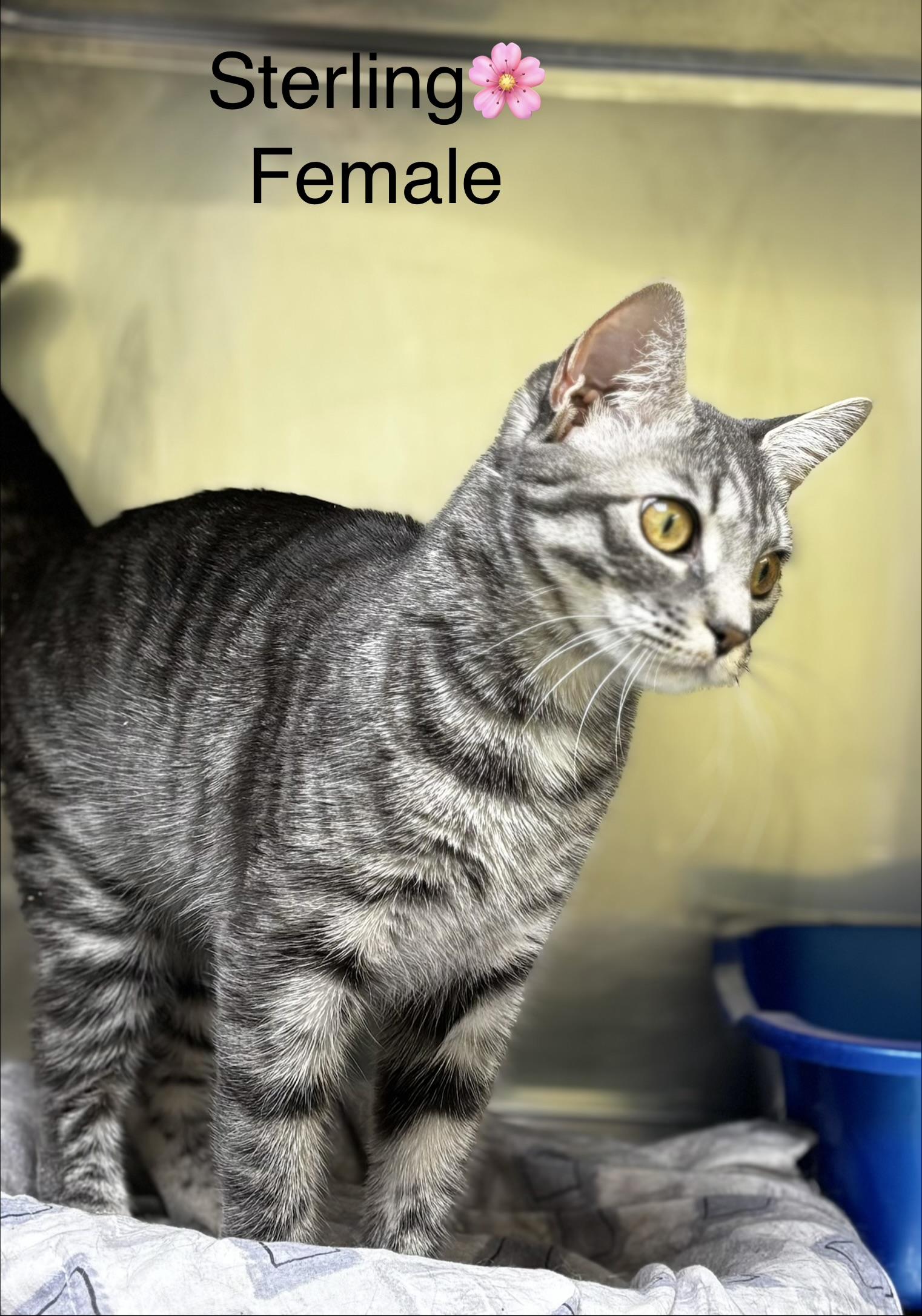 Sterling, adopted, Young Female Domestic Short Hair.