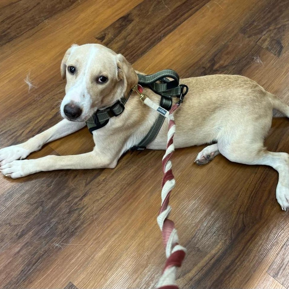 Enlarge Drupi, a Adoptable mixed breed in Williamsburg, ON image 2/6