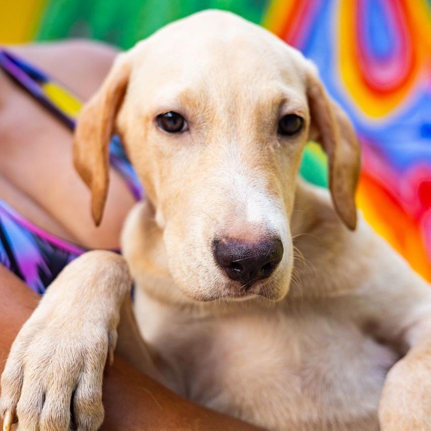 Enlarge Drupi, a Adoptable mixed breed in Williamsburg, ON image 6/6