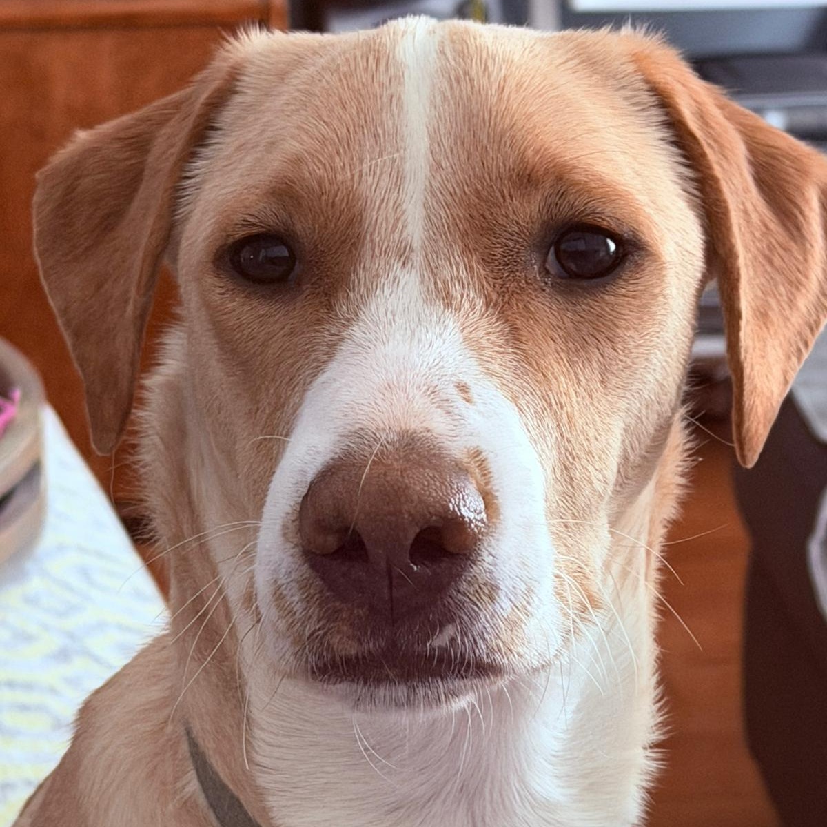 Enlarge Drupi, a Adoptable mixed breed in Williamsburg, ON image 1/6